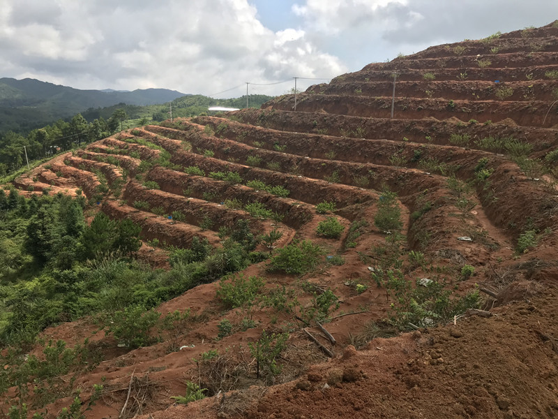 茶葉基地