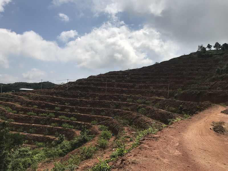 茶葉基地