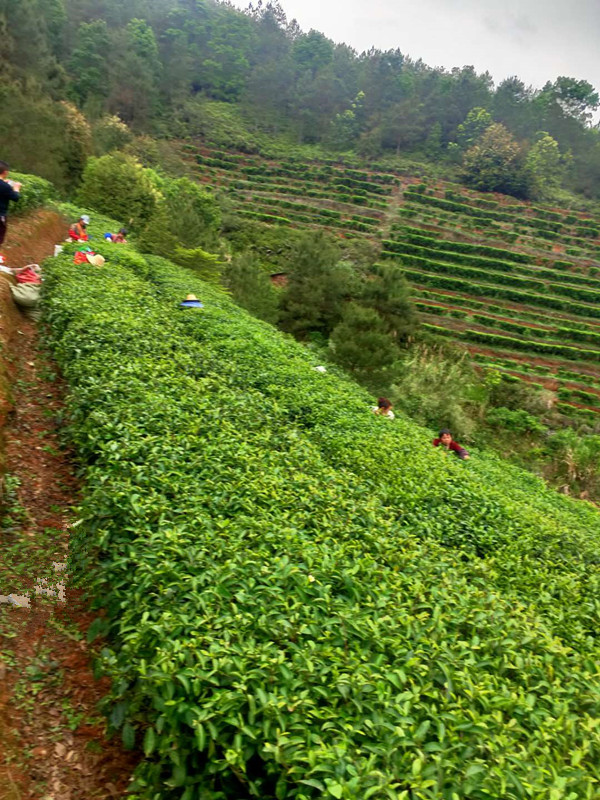 茶葉基地