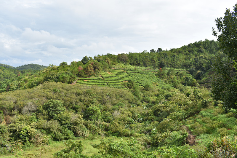 茶葉基地