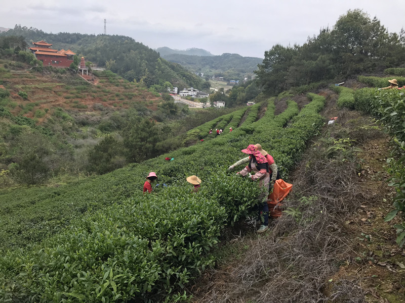 茶葉基地