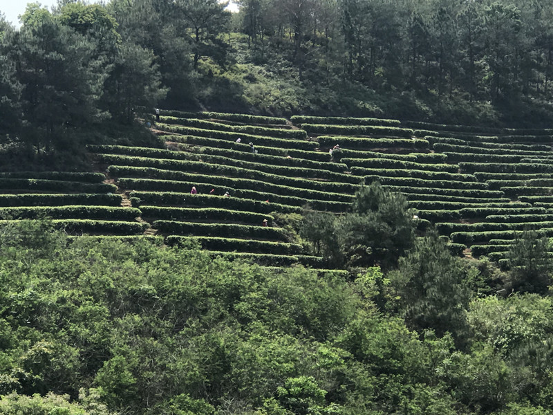 茶葉基地