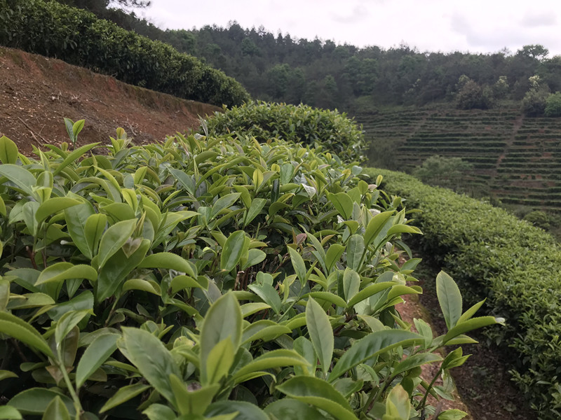 茶葉基地