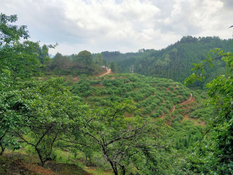 茶葉基地