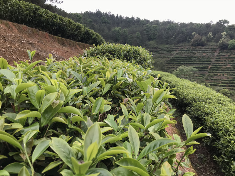 茶葉基地