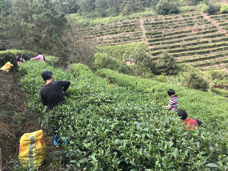 茶葉基地