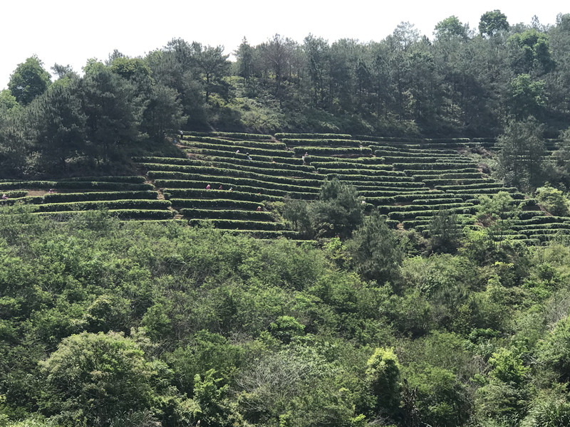 茶葉基地