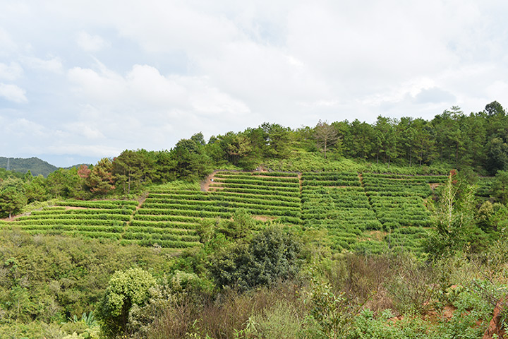 茶葉基地