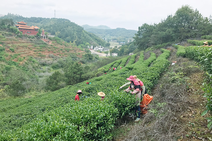 茶葉基地