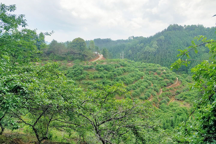 李果基地