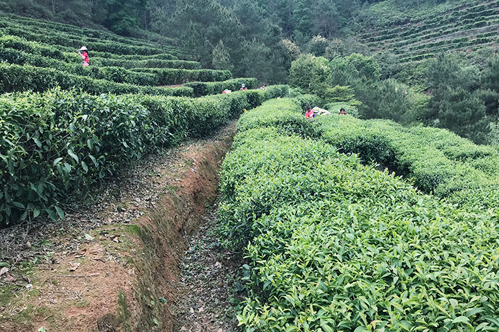 茶葉基地